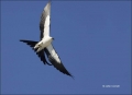 Florida;Flight;Swallow-tailed-Kite;Everglades;Elanoides-forficatus;Flying-bird;O